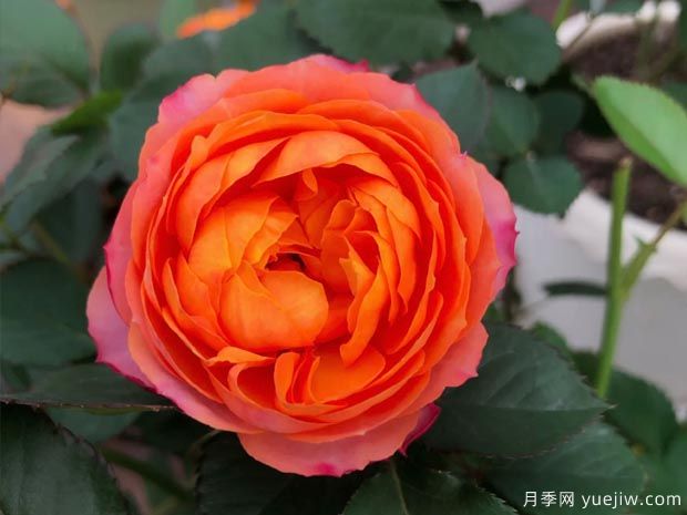 芒果浪漫月季(图1)