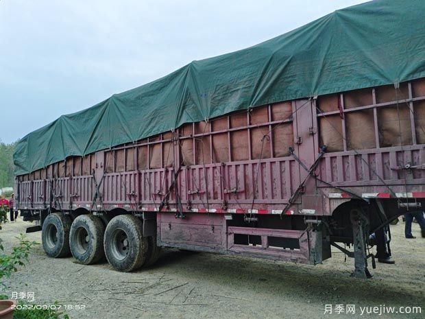 精品地面钵树状月季发货山西园林(图4)