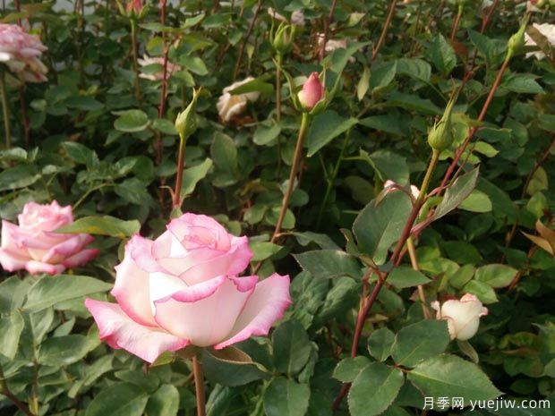 双色粉月季/绝代双骄月季(图2)