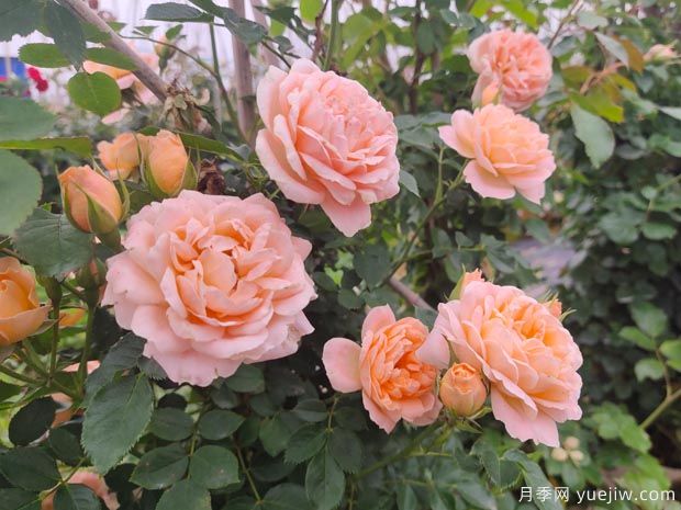 甜梦是藤本月季吗？(图1)