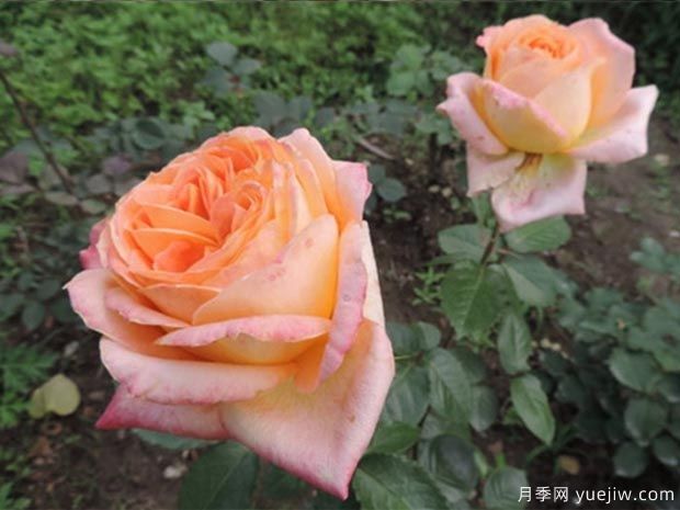 上海之春月季(图2)