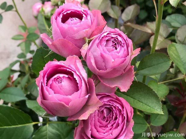 薰衣草蕾丝月季/薰衣草花边月季(图2)