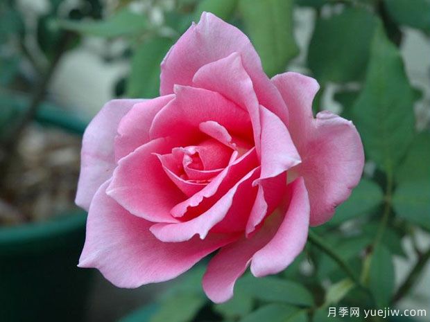 埃菲尔铁塔月季/巴黎铁塔(图1)