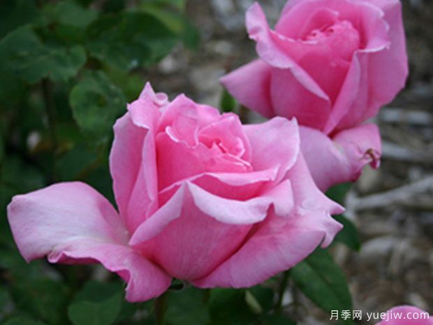 埃菲尔铁塔月季/巴黎铁塔(图3)