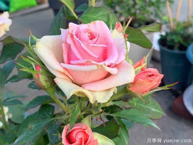 新生月季/新星月季(图1)