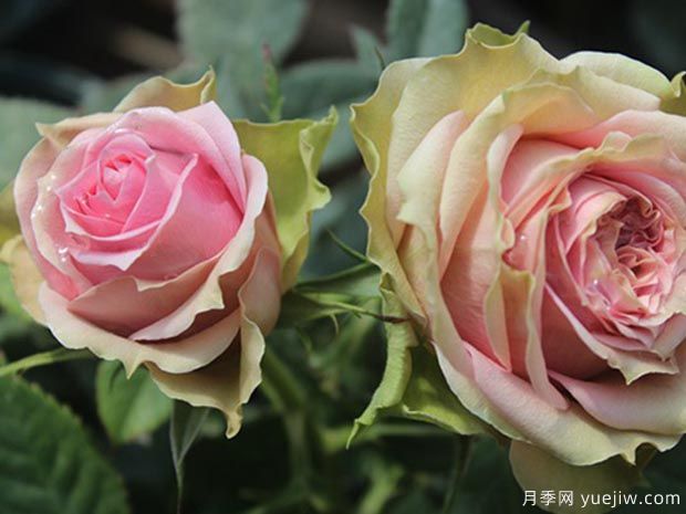 新生月季/新星月季(图4)