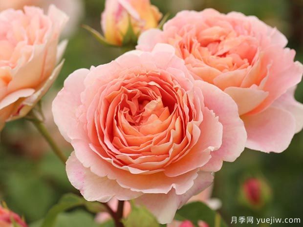 长得快，抗性强，推荐适合打造庭院的月季花(图1)