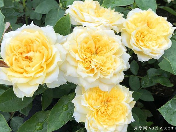 阳光古董月季(图5)