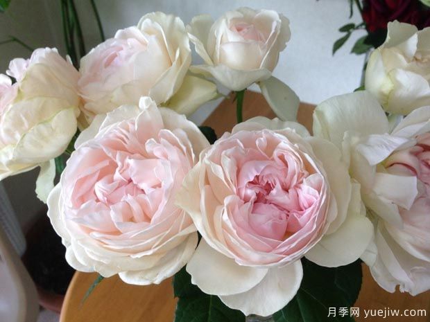 伊芙心愿月季/许愿之心月季(图1)