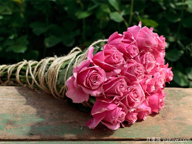 克劳迪亚月季(图2)