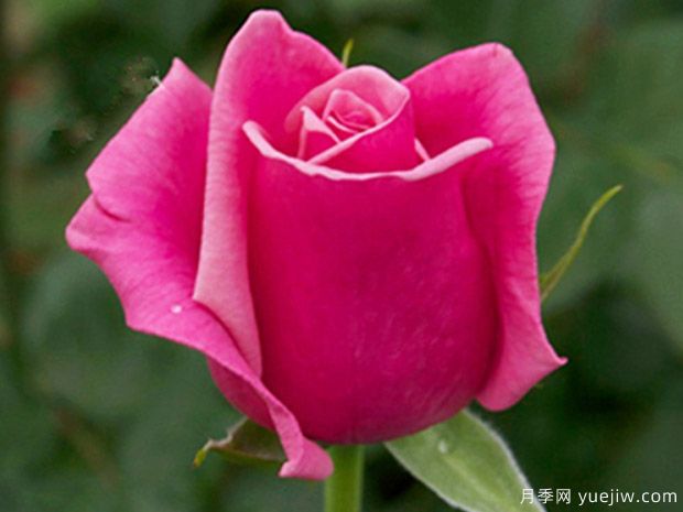 克劳迪亚月季(图3)