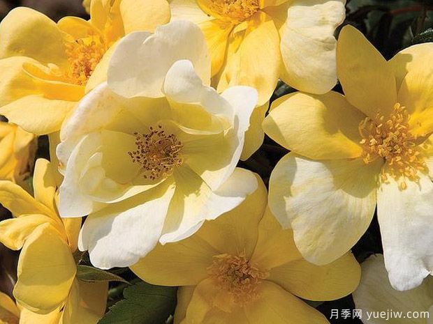 阳光绝代佳人月季(图1) 阳光绝代佳人月季/晴朗绝代佳人(图1)