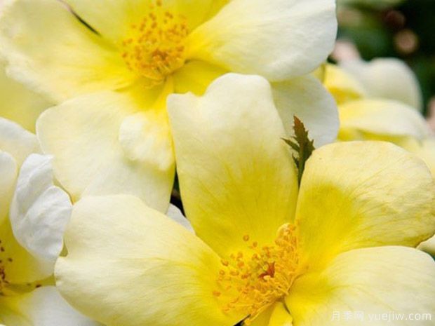 阳光绝代佳人月季(图2) 阳光绝代佳人月季/晴朗绝代佳人(图2)