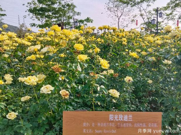 阳光绝代佳人月季(图3) 阳光绝代佳人月季/晴朗绝代佳人(图3)