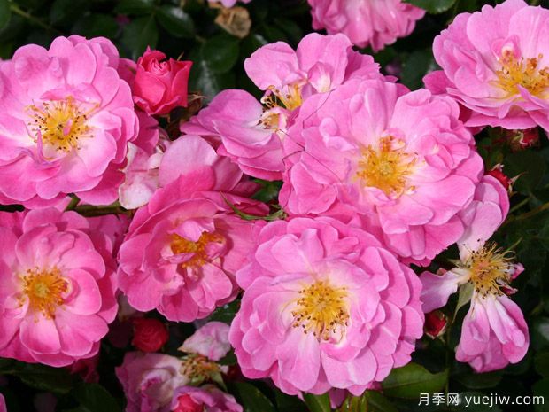 魔术玫迪兰月季/魔术梅迪兰(图1)