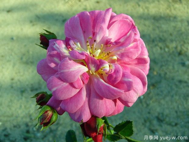 魔术玫迪兰月季/魔术梅迪兰(图2)