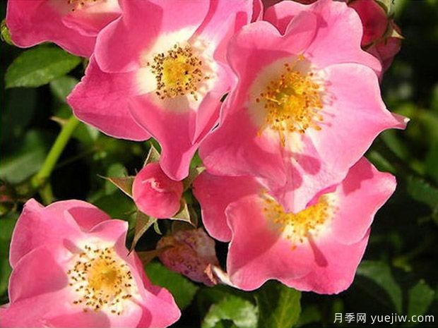 宾果玫迪兰月季(图3)