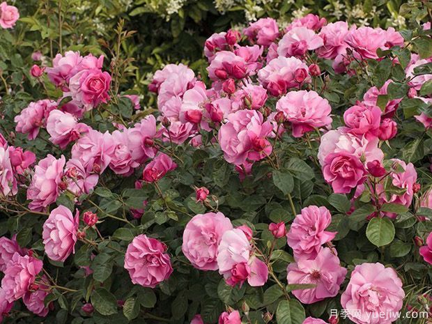 黛博拉月季/黛博拉玫迪兰月季(图4) 黛博拉月季/黛博拉玫迪兰月季(图4)