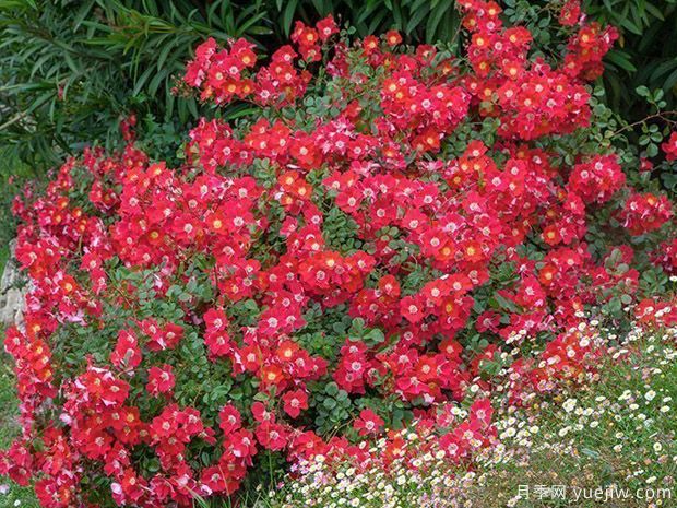 坎迪亚玫迪兰月季/女王玫迪兰(图2)