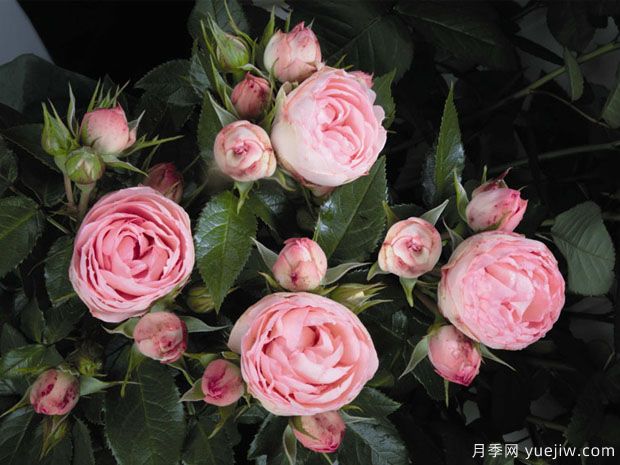 可爱洛可可月季/可爱热可可(图3)