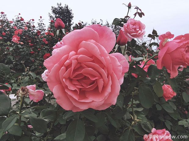 南通月季市花文化和景观(图1) 南通月季市花文化和月季景观(图1)