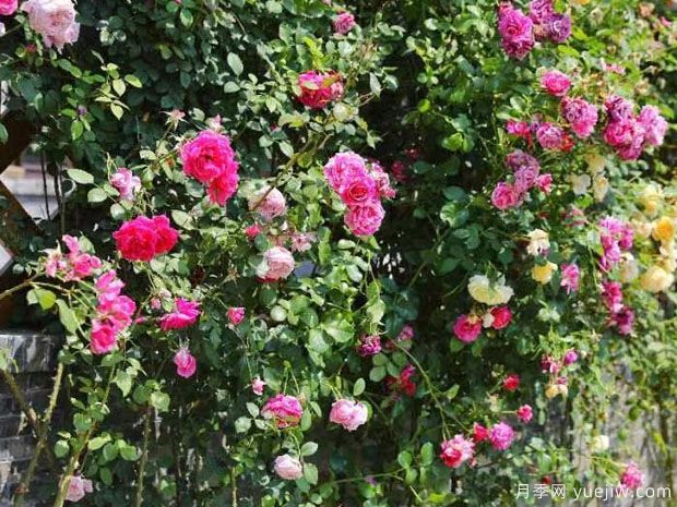 如皋月季市花文化和月季景观(图2)