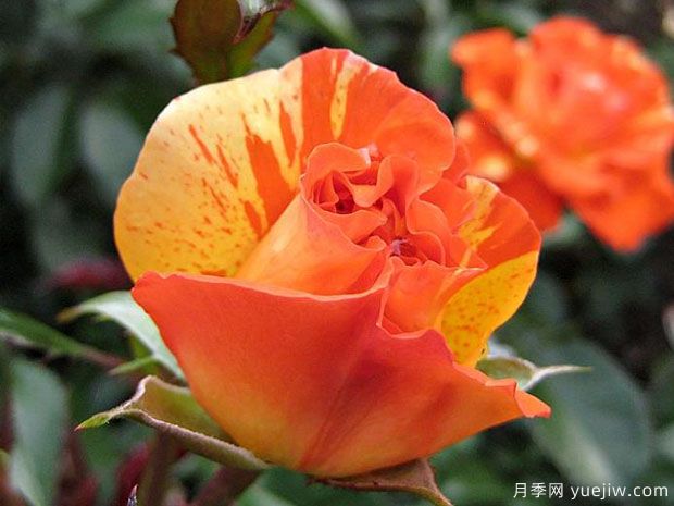 柑橘柠檬月季(图4)