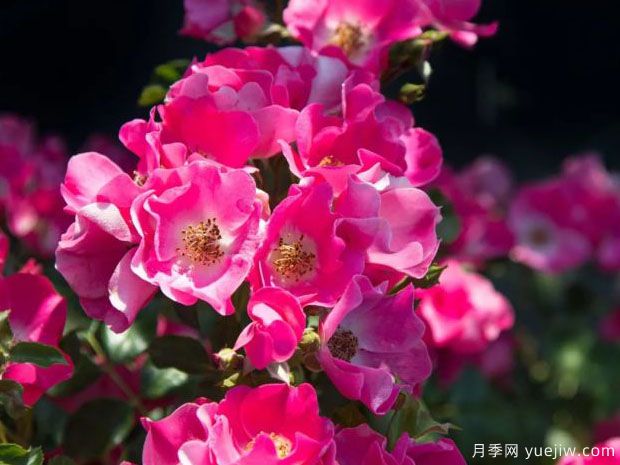 友好紫色月季(图1)