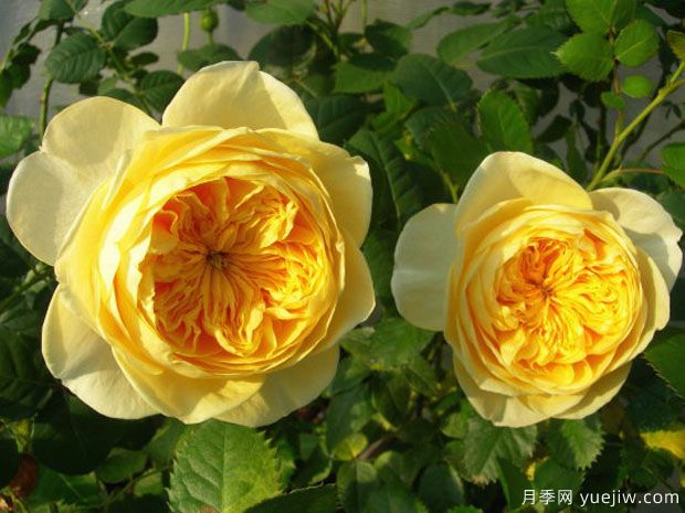 圣女贞德月季/贞德月季(图4)