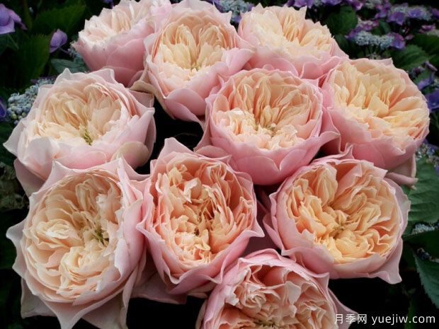 浪漫珊瑚心月季/浪漫呼呼塞拉(图1)