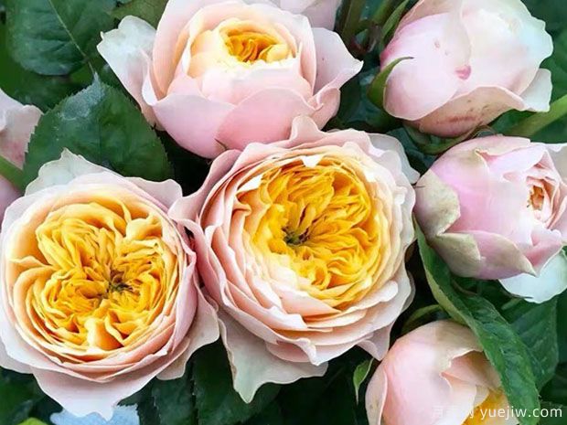 浪漫珊瑚心月季/浪漫呼呼塞拉(图3)