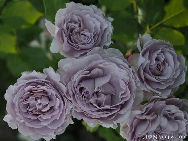 古董怀表月季(图2)