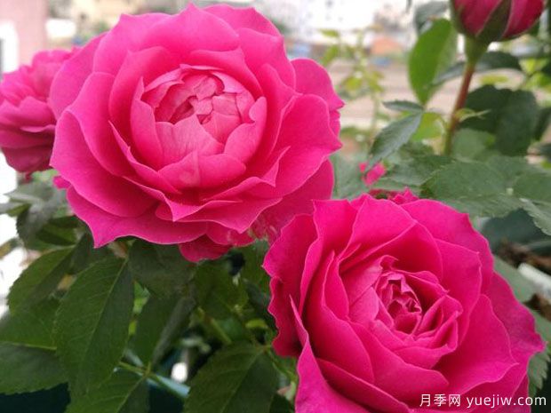 双子座月季(图1)