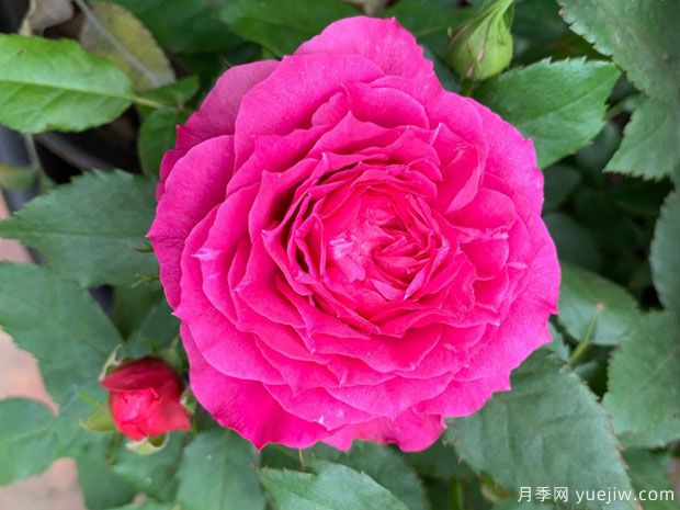 双子座月季(图2)