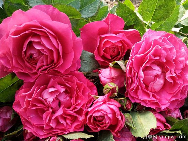 双子座月季(图3)