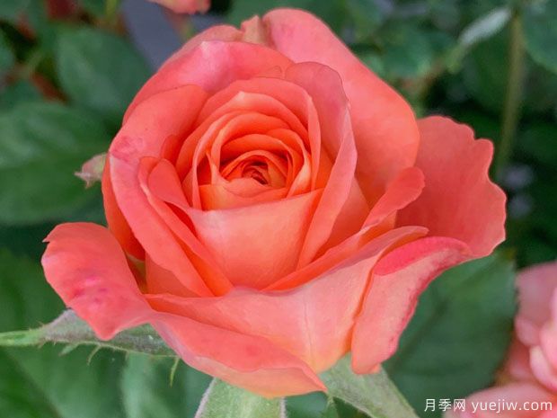 金牛座月季/金牛座阳台月季(图1)