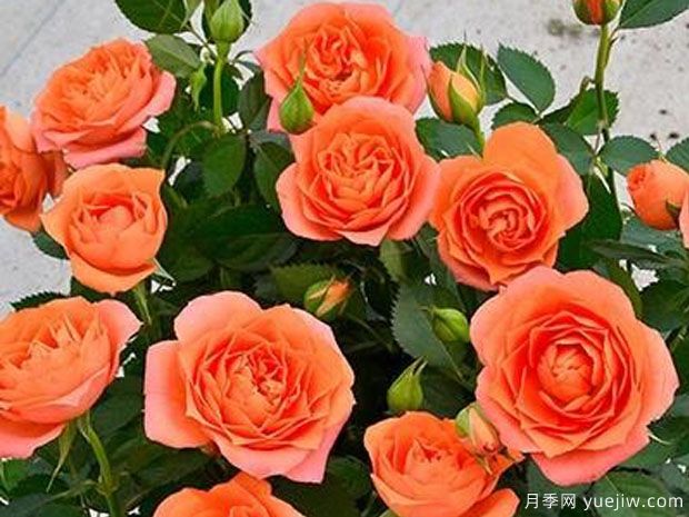 金牛座月季/金牛座阳台月季(图2)