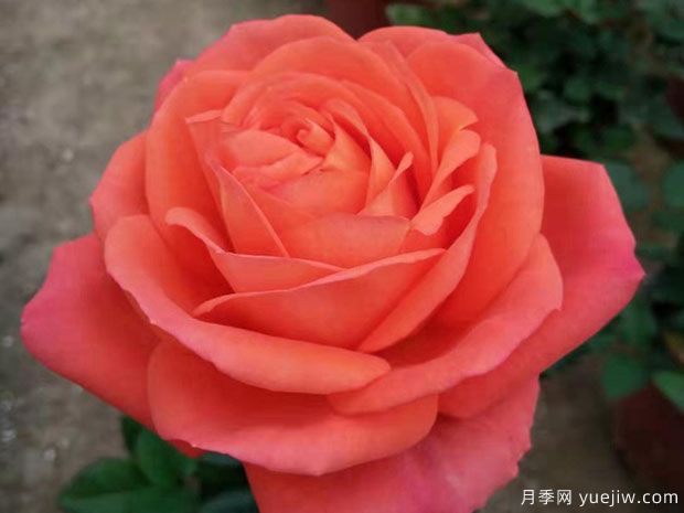 金牛座月季/金牛座阳台月季(图3)