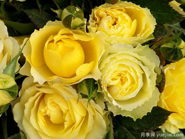 天秤座月季(图2)