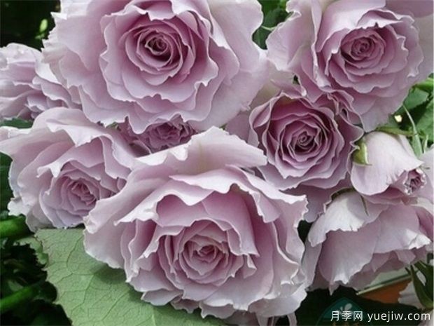 蜻蜓月季是一款浓香型的月季(图1)