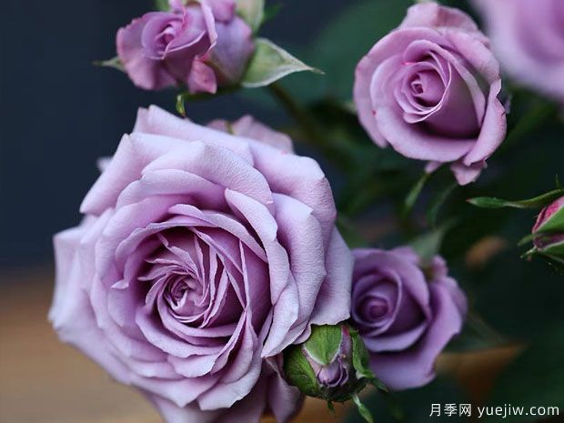 薰衣草女神月季/紫精灵月季(图2)