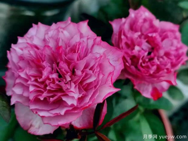 樱花飘月季/希拉里月季(图1)