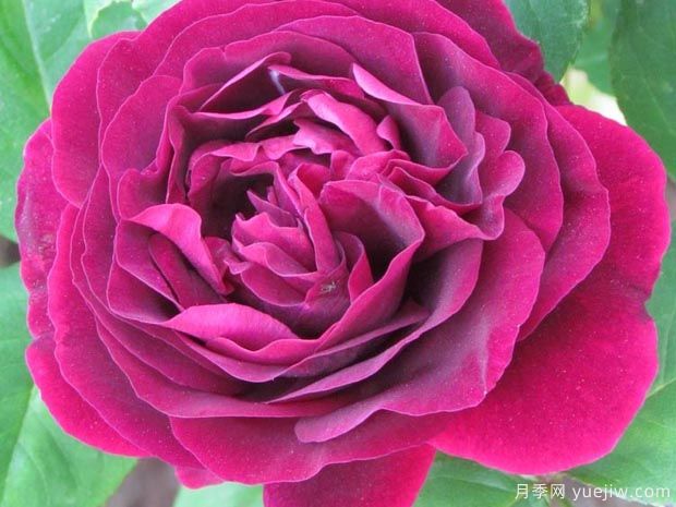 贾博士的纪念月季/纪念阿方斯拉瓦莱埃月季(图2)