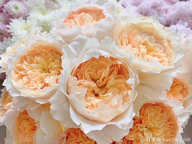 艾菲月季(图1) 艾菲月季(图4)