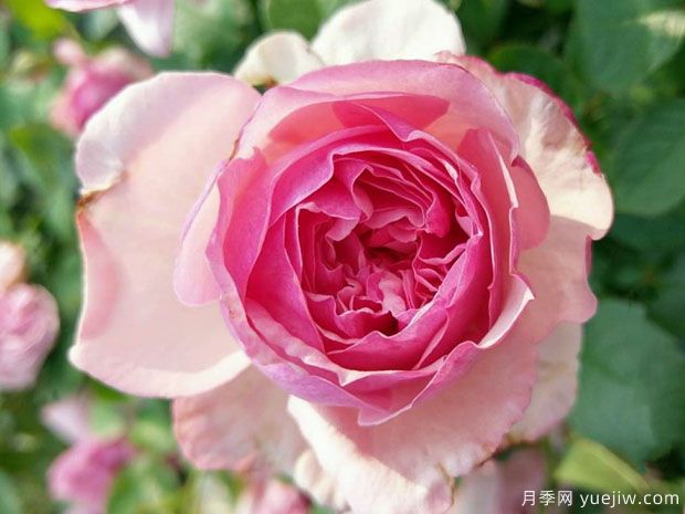 新浅樱桃月季(图2)