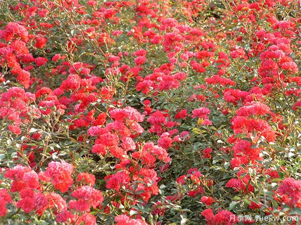 4种优秀地被月季品种介绍，群花色艳(图2)