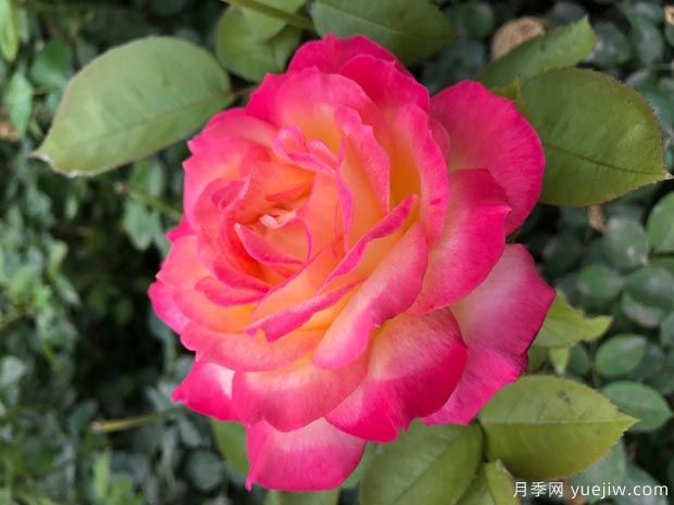 大花月季均价大概多少钱一株？(图2)