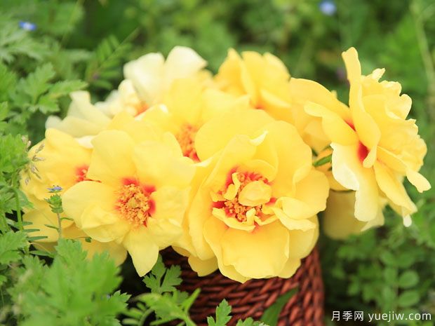 妆容柠檬水月季/黄眼睛月季(图2)