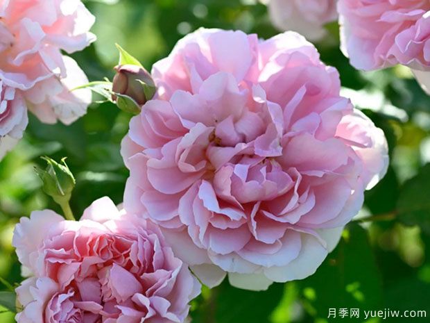 安托瓦内特月季/绝代艳后月季(图1) 安托瓦内特月季/绝代艳后月季(图1)