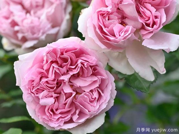 安托瓦内特月季/绝代艳后月季(图3) 安托瓦内特月季/绝代艳后月季(图2)